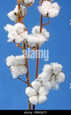 Coton commun, levant le coton (Gossypium herbaceum). Ce qui est ramitas avec des boules de coton. Banque D'Images