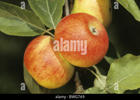 Pommier (Malus domestica), variété : Biesterfelder Renette, fruits à l'arbre. Banque D'Images