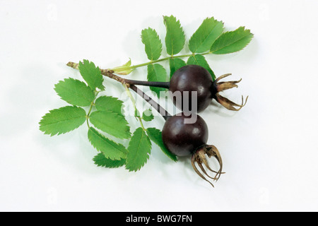 Burnett Rose, Scotch, Scotch Briar Rose (Rosa pimpinellifolia), des rameaux de feuilles et d'églantier, studio photo. Banque D'Images