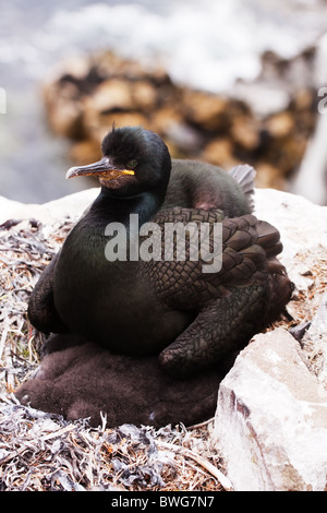 Shag (Phalacrocorax aristotelis) assis sur son nid avec les jeunes Banque D'Images