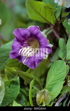 Tasse et soucoupe Vigne, lierre (Cobaea scandens mexicain), fleur. Banque D'Images