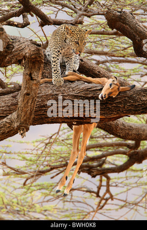 Leopard (Panthera pardus) cub avec une Impala (Aepyceros melampus) tuer dans la réserve nationale de Samburu, Kenya Banque D'Images