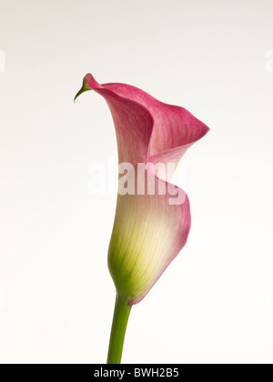 (Zantedeschia aethiopica Calla) Banque D'Images