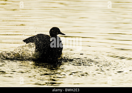 Canard colvert et laver à l'étirement des roselières Thatcham Banque D'Images