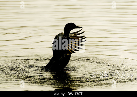 Canard colvert et laver à l'étirement des roselières Thatcham Banque D'Images