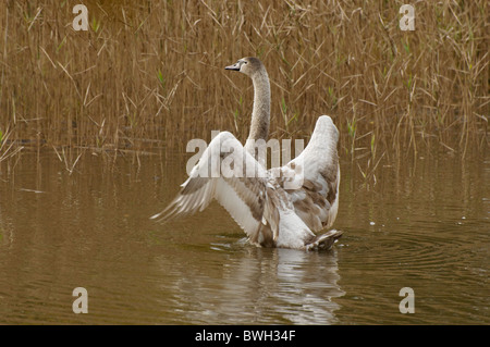 Cygnet Cygne muet dans une petite piscine Banque D'Images