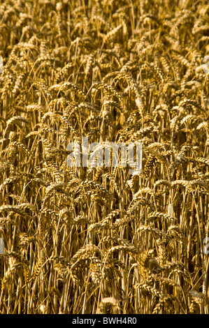 Vue en gros plan vertical sur un champ plein de blé d'or sous le soleil d'été. Banque D'Images