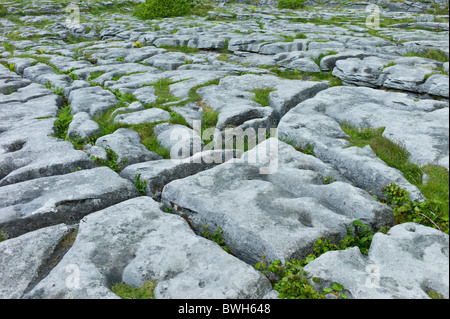 Lapiez karstiques glaciaire paysage dans le Burren, comté de Clare, Irlande Banque D'Images