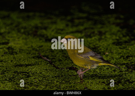 Un Greenfinch européen (Chloris chloris) perché délicatement sur une végétation aquatique flottante dans un cadre sombre et naturel Banque D'Images