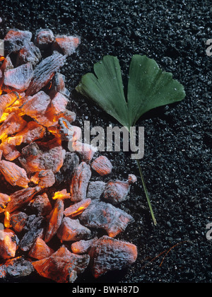 Ginkgo durables (Ginkgo biloba) feuille sur le charbon de bois brûlant Banque D'Images