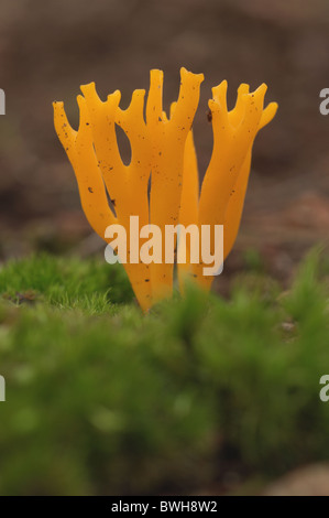 Stagshorn ou gelée jaune champignon des bois (Calocera viscosa) Banque D'Images