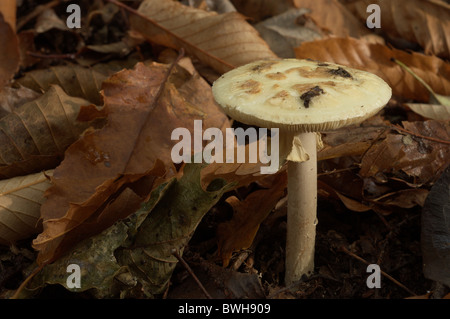 Faux plafond mort ou citron (Amanita Amanita citrina) Banque D'Images