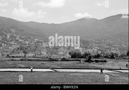 Riz Noir et blanc la récolte des travailleurs dans la cuisson à la chaleur du Vietnam Banque D'Images