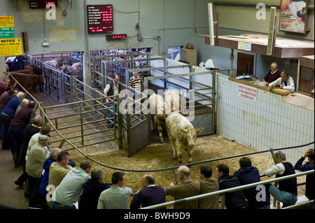 Les fermiers à l'encan de bétail à Ennis, dans le comté de Clare, Irlande Banque D'Images