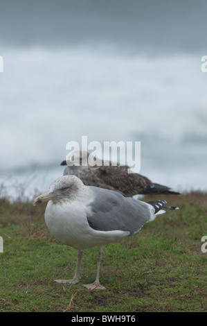 European Herring Gull (Larus argentatus) Banque D'Images