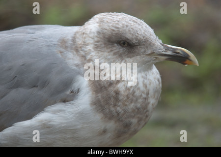 Jeune goéland pontique (Larus michahellis) Banque D'Images