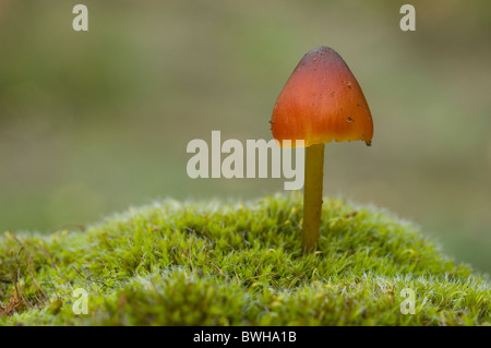 Witch's hat, cire ou conique conique bouchon bouchon visqueux (Hygrocybe conica) Banque D'Images