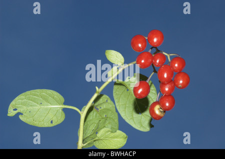 Bittersweet, morelle douce-amère ou Solanum dulcamara (Morelle) Banque D'Images