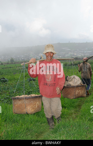 L'agriculteur du champ de pommes de terre, les cultures légumières sous les tropiques sur le plateau de Dieng, le centre de Java, Indonésie Banque D'Images