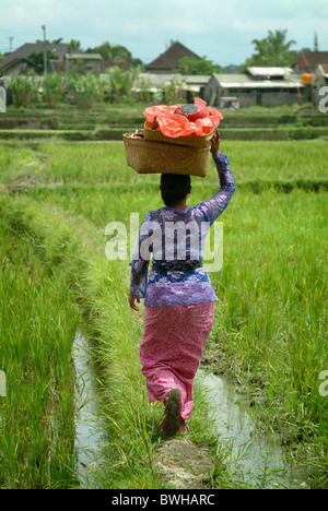 Une femme en vêtements traditionnels colorés de promenades à travers les rizières d'Ubud, Bali sur son chemin de retour d'une cérémonie au temple. Banque D'Images