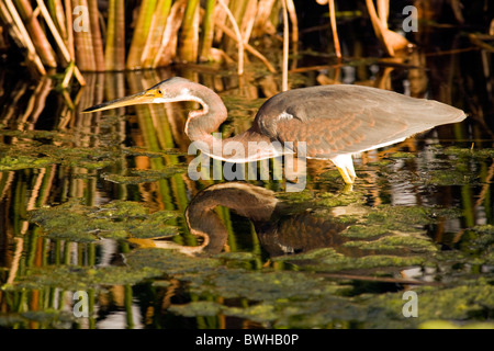 Aigrette tricolore immatures - Green Cay Wetlands, Delray Beach, Floride, USA Banque D'Images