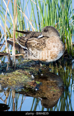 Le Canard d'Amérique - Green Cay Wetlands - Delray Beach, Floride, USA Banque D'Images