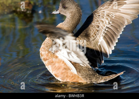 Le Canard d'Amérique - Green Cay Wetlands - Delray Beach, Floride, USA Banque D'Images