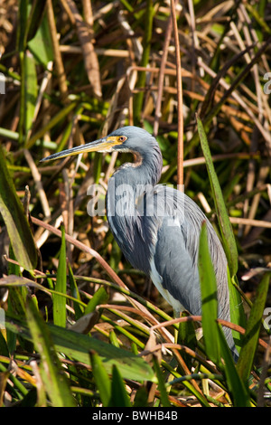 Aigrette tricolore - Green Cay Wetlands, Delray Beach, Floride, USA Banque D'Images