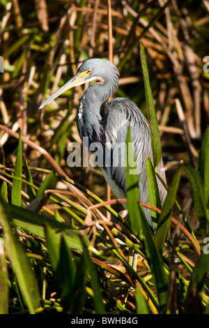 Aigrette tricolore - Green Cay Wetlands, Delray Beach, Floride, USA Banque D'Images