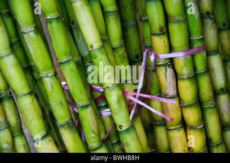 Tiges de canne à sucre liés en bottes Banque D'Images