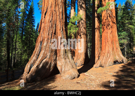 Séquoias Géants de Yosemite West, Foresta, Yosemite National Park, California, USA, Amérique du Nord Banque D'Images