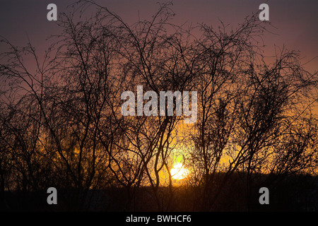 Stock Photo de coucher de soleil derrière des silhouettes d'arbres Banque D'Images