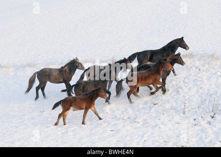 Troupeau de jeunes poneys Connemara en hiver Banque D'Images