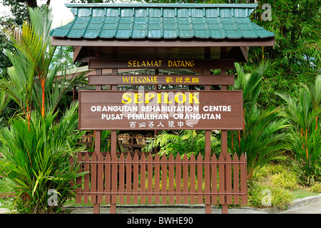 Centre de réhabilitation des Orang-outans de Sepilok près de Drayton Valley dans le nord-est de Sabah Banque D'Images