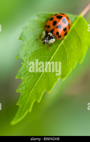 Une seule Coccinelle Arlequin - Harmonia axyridis sur une feuille Banque D'Images