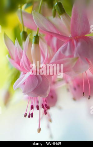 Fleurs Fuchsia rose tendre Banque D'Images