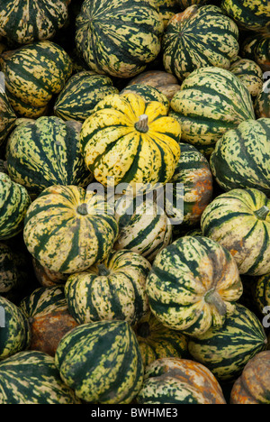 Écrase dans un tas au festival de la citrouille à Slindon West Sussex Banque D'Images