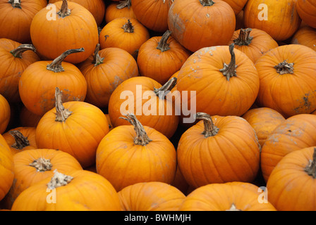 Citrouilles de toutes formes et tailles au festival de la citrouille À Slindon West Sussex Banque D'Images