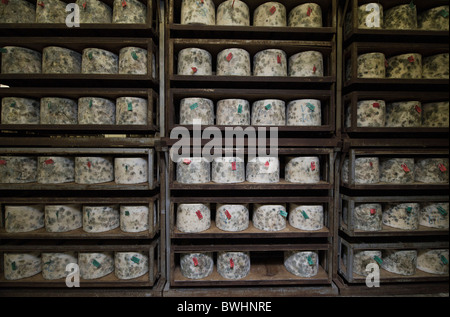 Les grandes tours de fromage d'affinage à la ferme de fromages traditionnels Quickes, Devon Banque D'Images