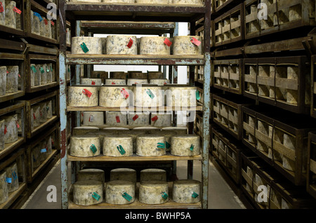 Les grandes tours de fromage d'affinage à la ferme de fromages traditionnels Quickes, Devon Banque D'Images