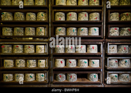 Les grandes tours de fromage d'affinage à la ferme de fromages traditionnels Quickes, Devon Banque D'Images