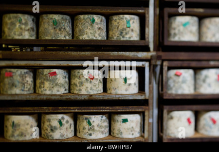 Les grandes tours de fromage d'affinage à la ferme de fromages traditionnels Quickes, Devon Banque D'Images