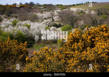 Country Lane sur Salthouse Heath Norfolk avec gorge fleurie et noir Banque D'Images