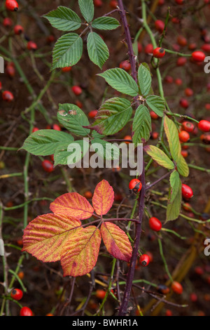 Les feuilles de ronce Rubus fruticosus et Cynorrhodons Novembre Banque D'Images