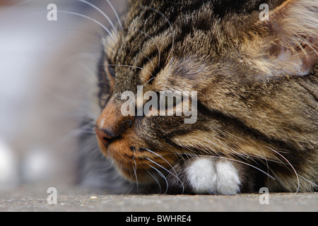 Niveau du sol close up of cats face reposant sur patte blanche Banque D'Images