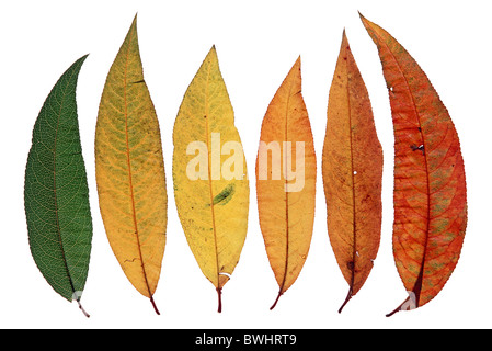 Prunus persica peach tree feuille feuilles couleurs d'automne automne feuillage studio Banque D'Images