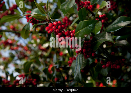 Fruits rouges sur un buisson de houx Automne UK - fruits rouges sur un buisson de houx Automne UK - European Holly (Ilex aquifolium) feuilles et frui Banque D'Images