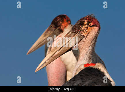 Cigognes de marabout ((Leptoptilos crumenifer) en maçonnerie. Okavango Delta, Botswana, Afrique Banque D'Images