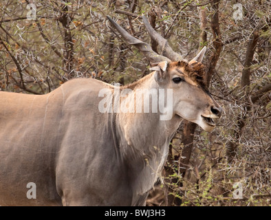 Éland Éland du Cap (Taurotragus oryx) dans la région de Mashatu, Botswana Afrique Banque D'Images