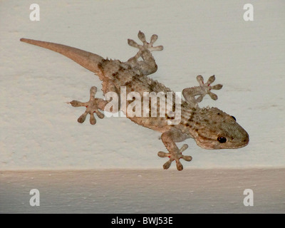 Gecko mural (Tarentola mauritanica) également connu sous le nom de gecko commun Banque D'Images